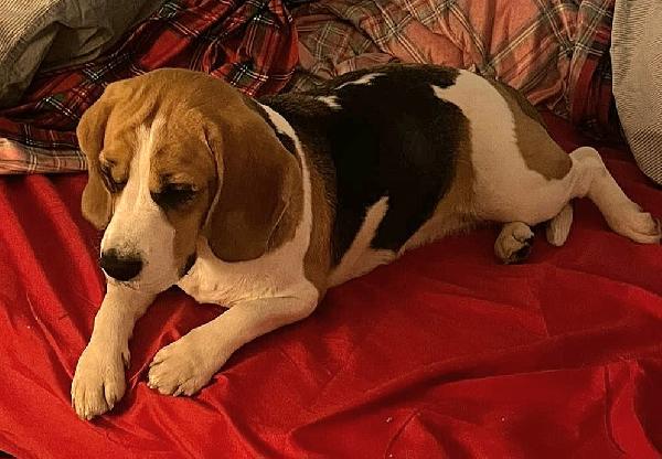 Olimpia 3 anni Beagle Foto 6