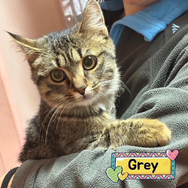 Grey Dolce Gattino 5 Mesi Cerca Casa - Adozione Del Cuore