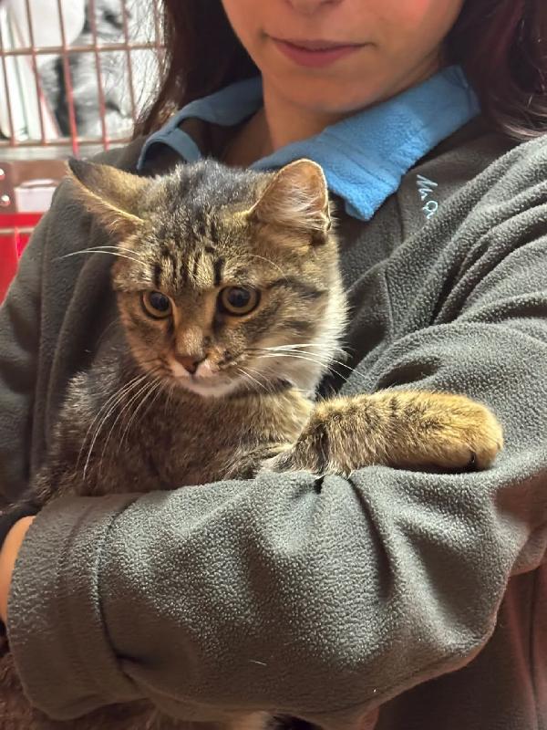 GREY dolce gattino 5 mesi cerca casa - adozione del cuore Foto 2