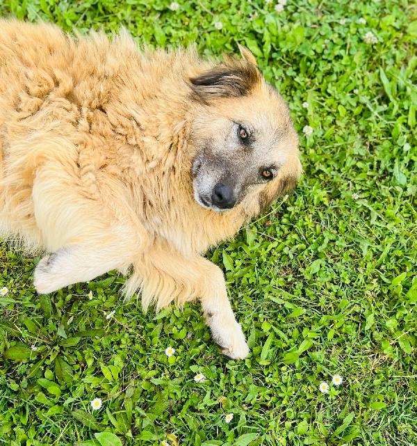Rony, la cagnolina invisibile in Liguria  Foto 2