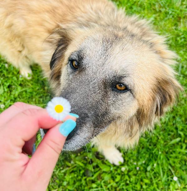 Rony, la cagnolina invisibile in Liguria  Foto 3