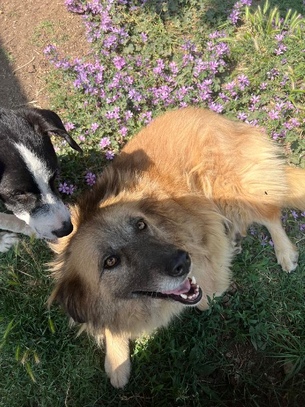 Rony, la cagnolina invisibile in Liguria  Foto 4