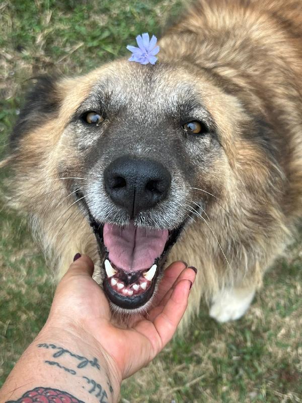 Rony, la cagnolina invisibile in Liguria  Foto 6