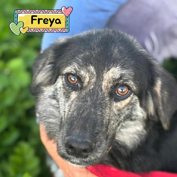 Freya Dolce Cagnolina Mamma Border Collie Cerca Casa - In Adozione 