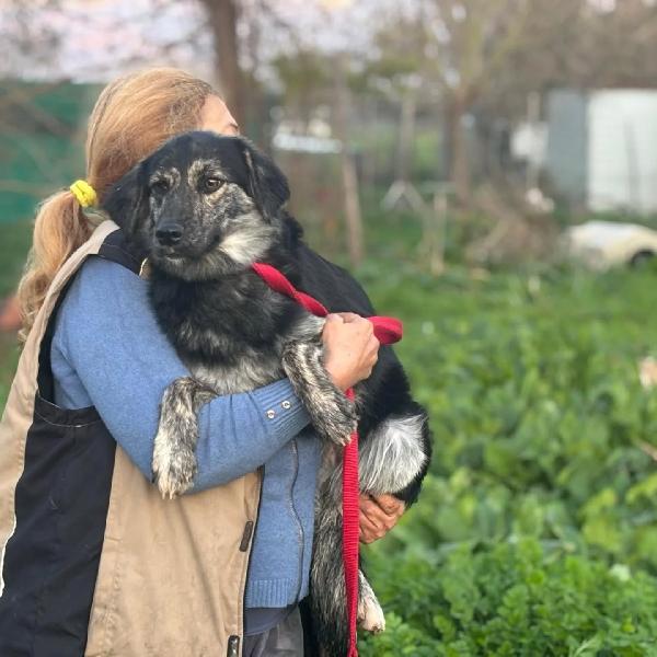 FREYA dolce cagnolina mamma border collie cerca casa - in adozione  Foto 2