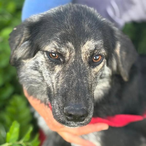 FREYA dolce cagnolina mamma border collie cerca casa - in adozione  Foto 3