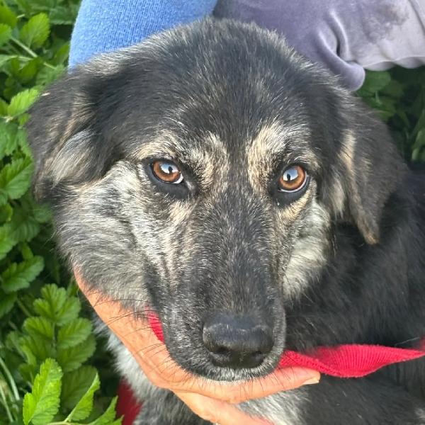 FREYA dolce cagnolina mamma border collie cerca casa - in adozione  Foto 4