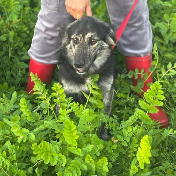 FREYA dolce cagnolina mamma border collie cerca casa - in adozione  Foto 5