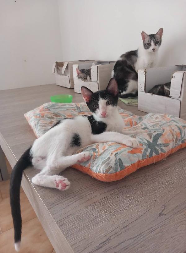 LUPIN, dolce micino da adottare! Foto 2