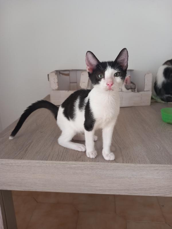 LUPIN, dolce micino da adottare! Foto 5