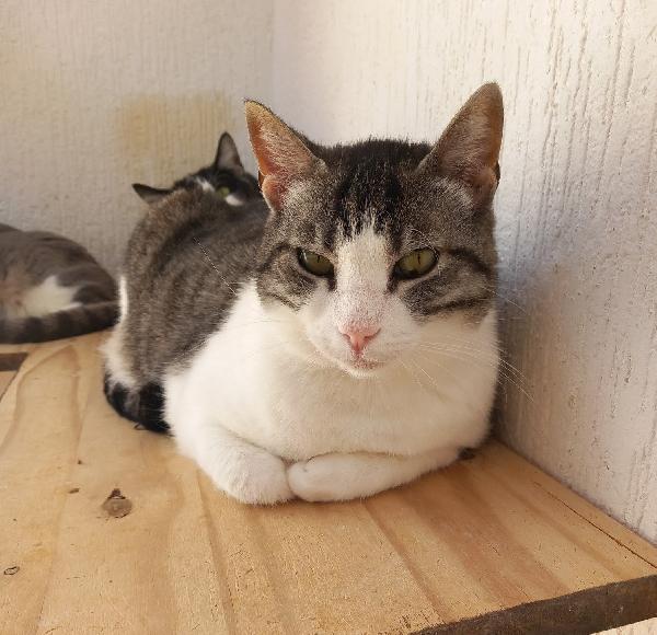 Tenera micia in adozione, SISSI! Foto 2