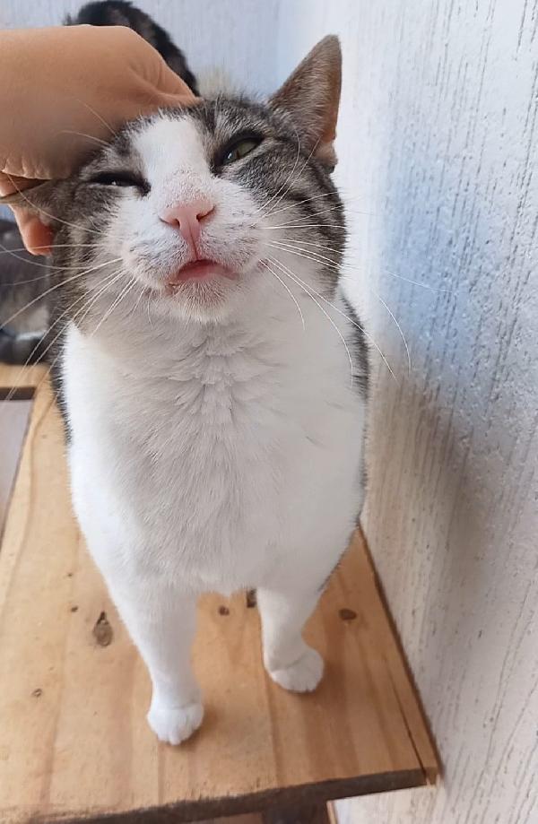 Tenera micia in adozione, SISSI! Foto 5