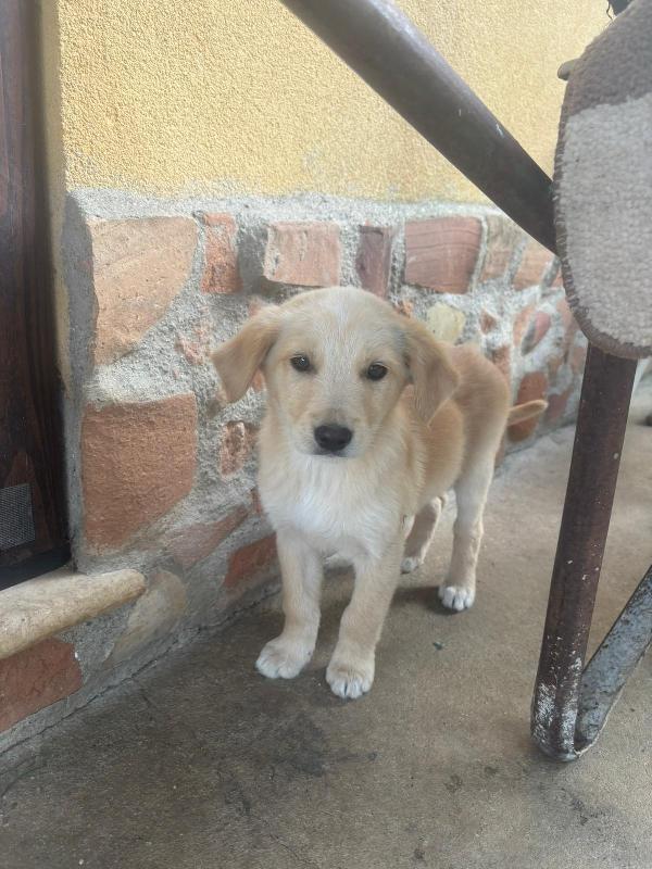 Dolcissime cucciole Foto 2