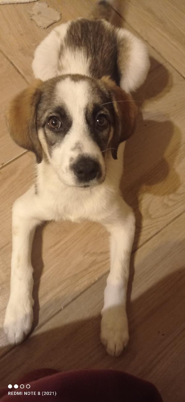 Dolce Ambra 💓💓💓💓💓👇👇👇👇👇👇👇 Foto 2