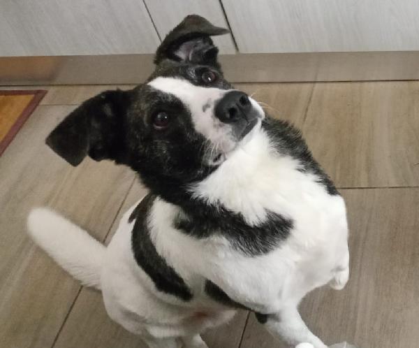 Femmina 3Anni Tripode Stallo Finito! Nuoro Urgente 