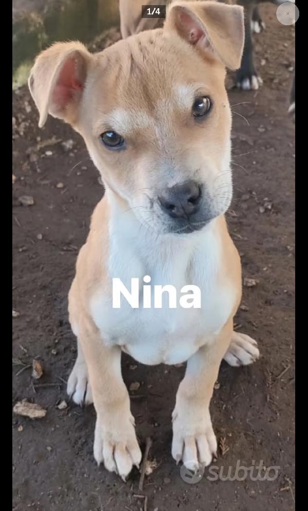 Splendide Cucciole Di Pitbull In Regslo