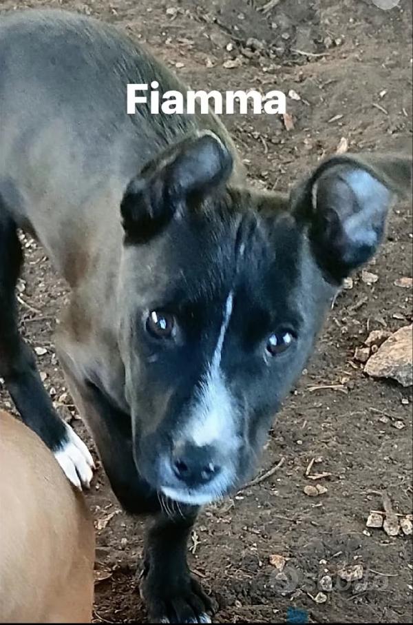 Splendide cucciole di pitbull in regslo Foto 2