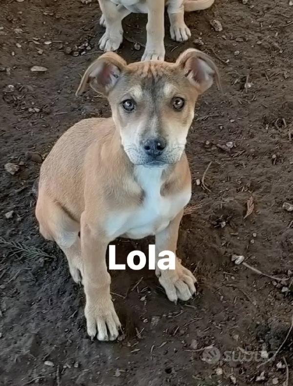 Splendide cucciole di pitbull in regslo Foto 3