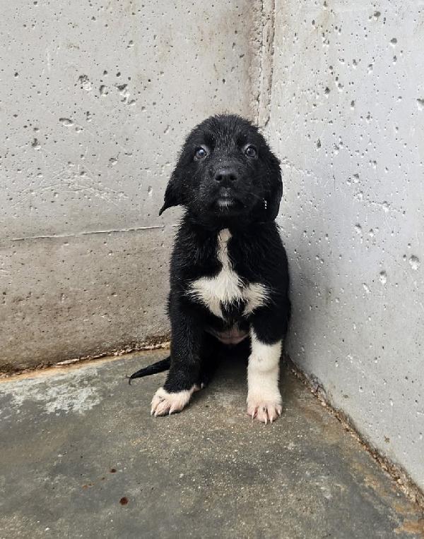 Angelina Stupenda Cucciola Taglia Medio Piccola 