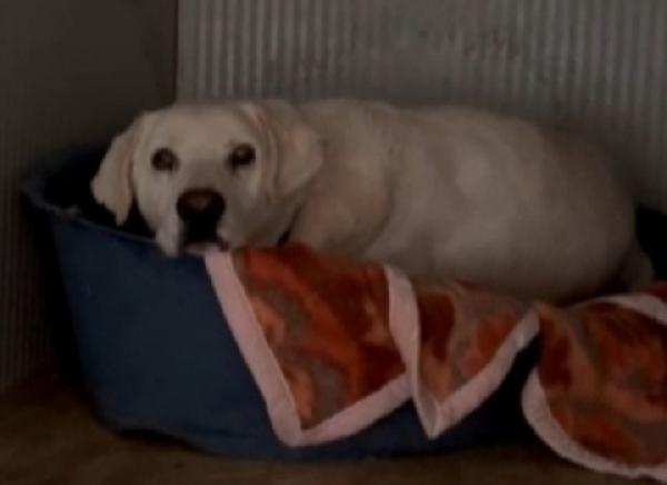 Simil Labrador 8/9 anni salvato da 1lager.ROMA Foto 2