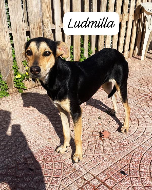Luna e Ludmilla ,due sorelline in cerca di amore Foto 3