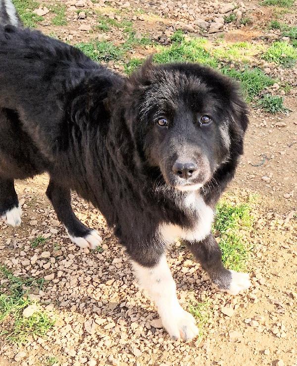 CHIAMA PER QUEGLI OCCHIONI TRISTI.MAX,ADOTTABILE IN TUTTA ITALIA! Foto 4