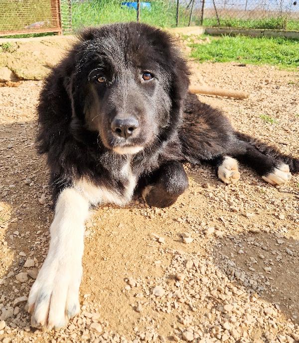 CHIAMA PER QUEGLI OCCHIONI TRISTI.MAX,ADOTTABILE IN TUTTA ITALIA! Foto 8
