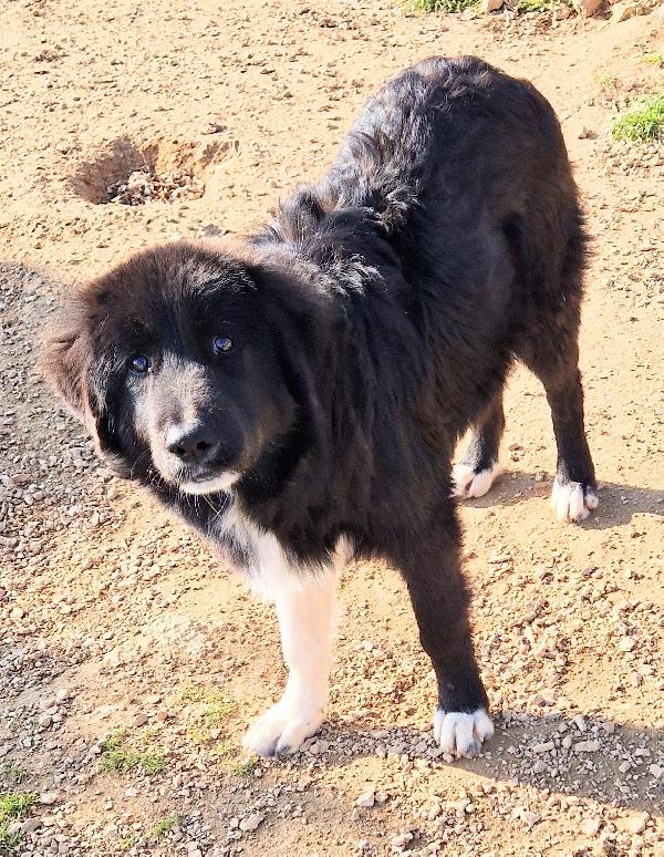 CHIAMA PER QUEGLI OCCHIONI TRISTI.MAX,ADOTTABILE IN TUTTA ITALIA! Foto 9