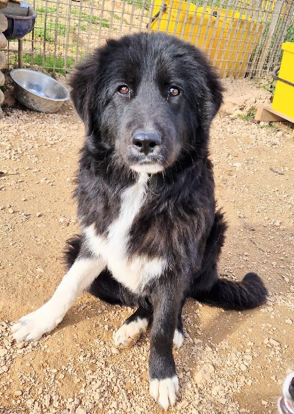 CHIAMA PER QUEGLI OCCHIONI TRISTI.MAX,ADOTTABILE IN TUTTA ITALIA! Foto 11