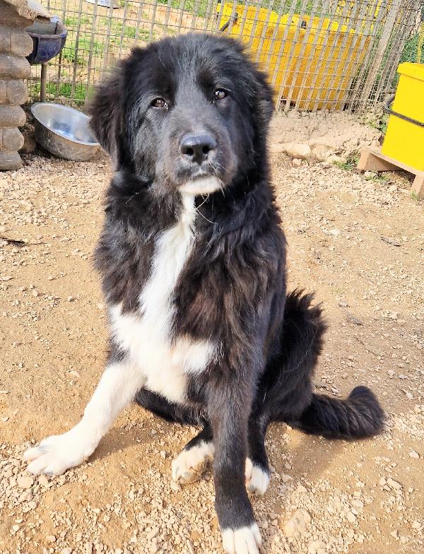 CHIAMA PER QUEGLI OCCHIONI TRISTI.MAX,ADOTTABILE IN TUTTA ITALIA! Foto 12