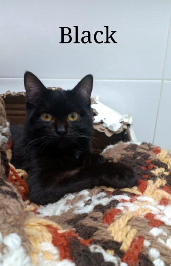 Back Micino Nero Sui 5Mesi Tripode.sos Napoli