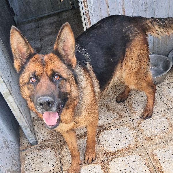 Iris,Giovane Pastore In Canile.adottabile In Tutta Italia!