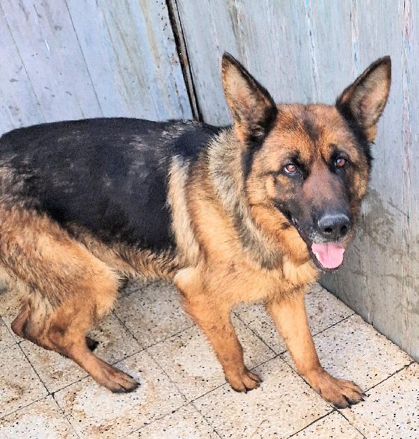 IRIS,GIOVANE PASTORE IN CANILE.ADOTTABILE IN TUTTA ITALIA! Foto 3