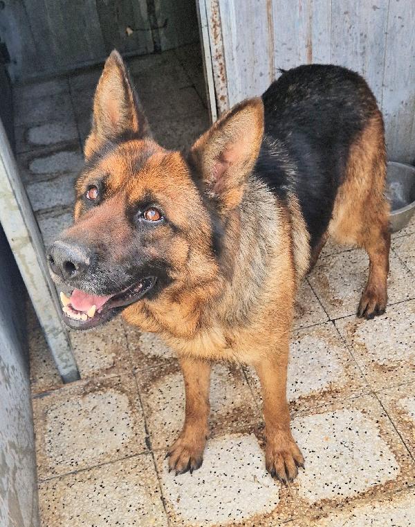 IRIS,GIOVANE PASTORE IN CANILE.ADOTTABILE IN TUTTA ITALIA! Foto 4