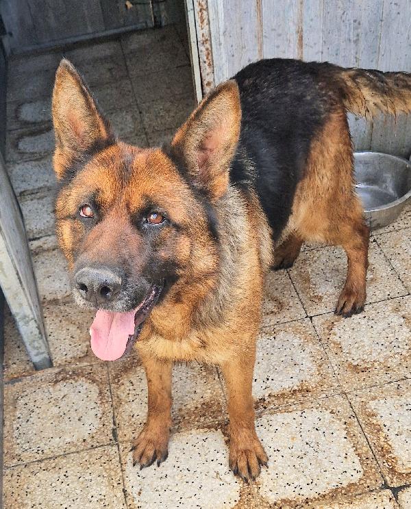 IRIS,GIOVANE PASTORE IN CANILE.ADOTTABILE IN TUTTA ITALIA! Foto 5