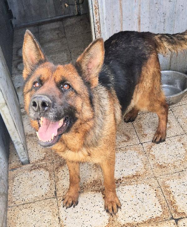 IRIS,GIOVANE PASTORE IN CANILE.ADOTTABILE IN TUTTA ITALIA! Foto 6