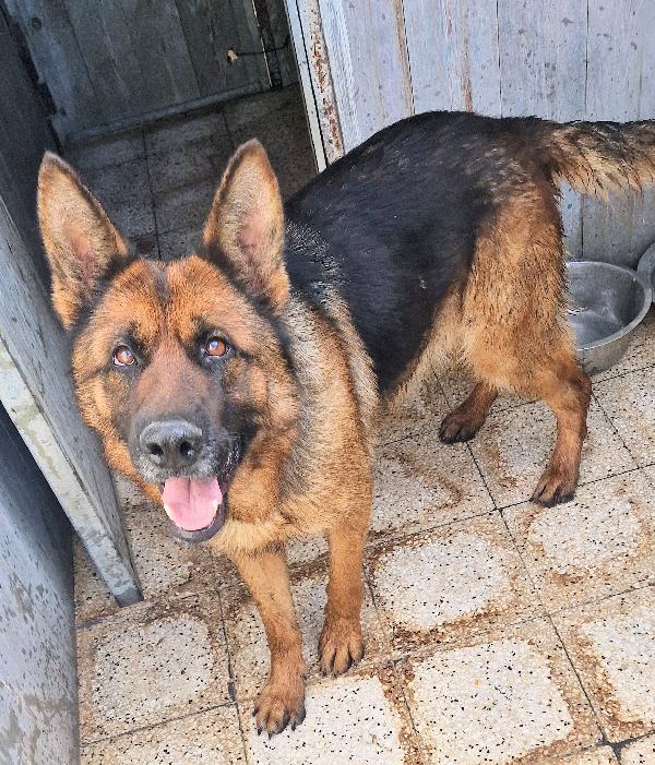 IRIS,GIOVANE PASTORE IN CANILE.ADOTTABILE IN TUTTA ITALIA! Foto 7