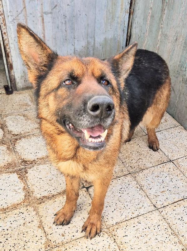 IRIS,GIOVANE PASTORE IN CANILE.ADOTTABILE IN TUTTA ITALIA! Foto 8