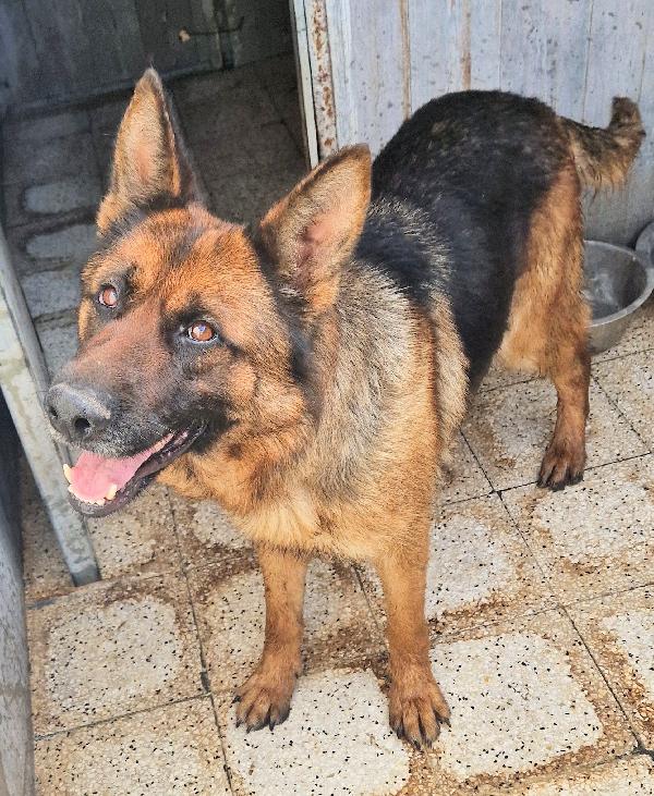 IRIS,GIOVANE PASTORE IN CANILE.ADOTTABILE IN TUTTA ITALIA! Foto 9