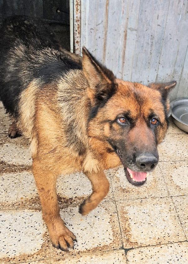 IRIS,GIOVANE PASTORE IN CANILE.ADOTTABILE IN TUTTA ITALIA! Foto 10