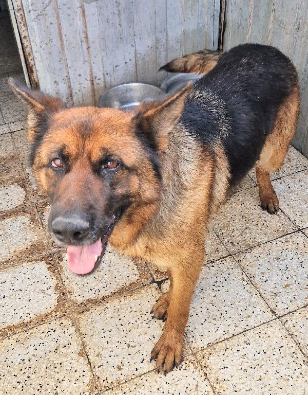 IRIS,GIOVANE PASTORE IN CANILE.ADOTTABILE IN TUTTA ITALIA! Foto 12