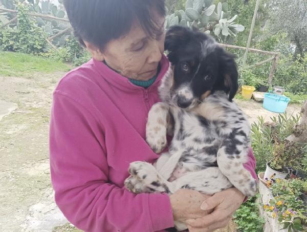 Cucciola Dory Cerca Mamma 