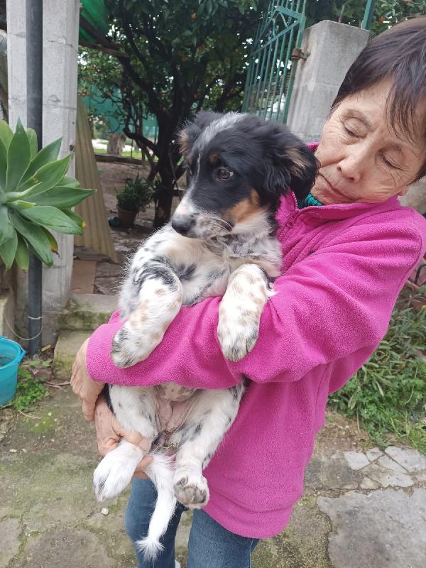 Cucciola Dory cerca mamma  Foto 2