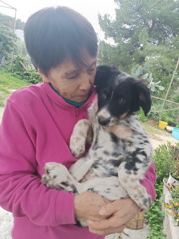 Cucciola Dory cerca mamma  Foto 4