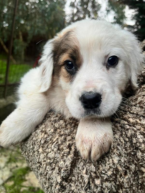 Cucciola In Adozione