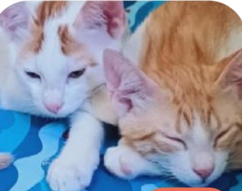 2mici fratelli bianchi/rossi 7/8mesi ROMA Foto 2