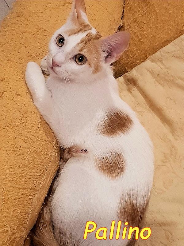 2mici fratelli bianchi/rossi 7/8mesi ROMA Foto 4