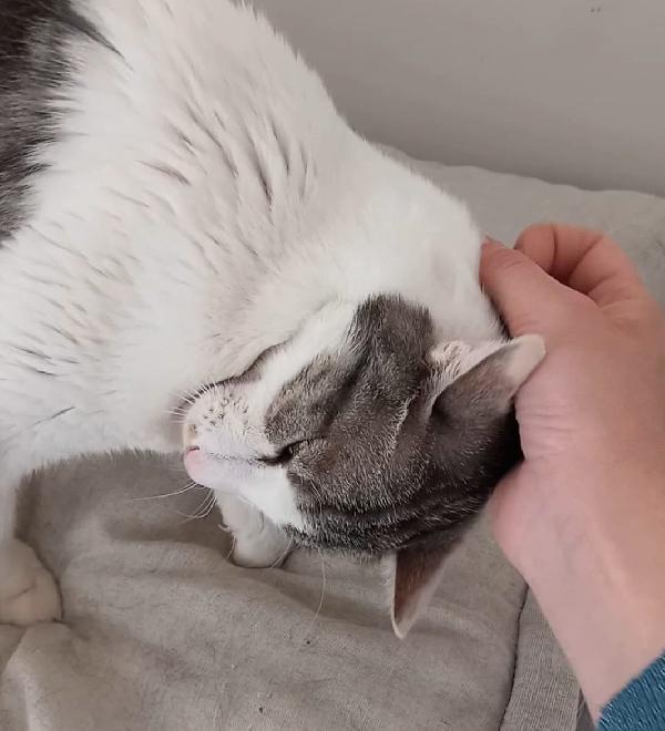 Miele, adorabile gatto da adottare! Foto 2