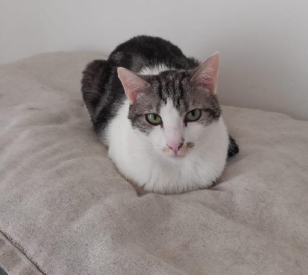 Miele, adorabile gatto da adottare! Foto 5