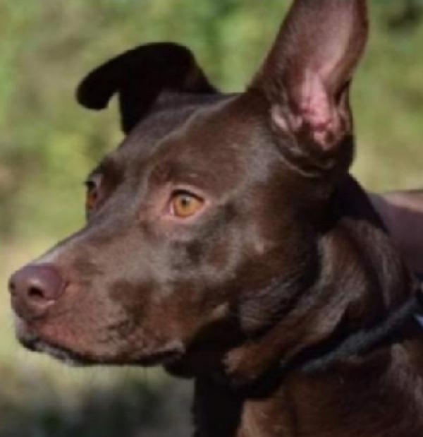 Leila color nocciola 6anni di invani appelli.LAZIO Foto 2